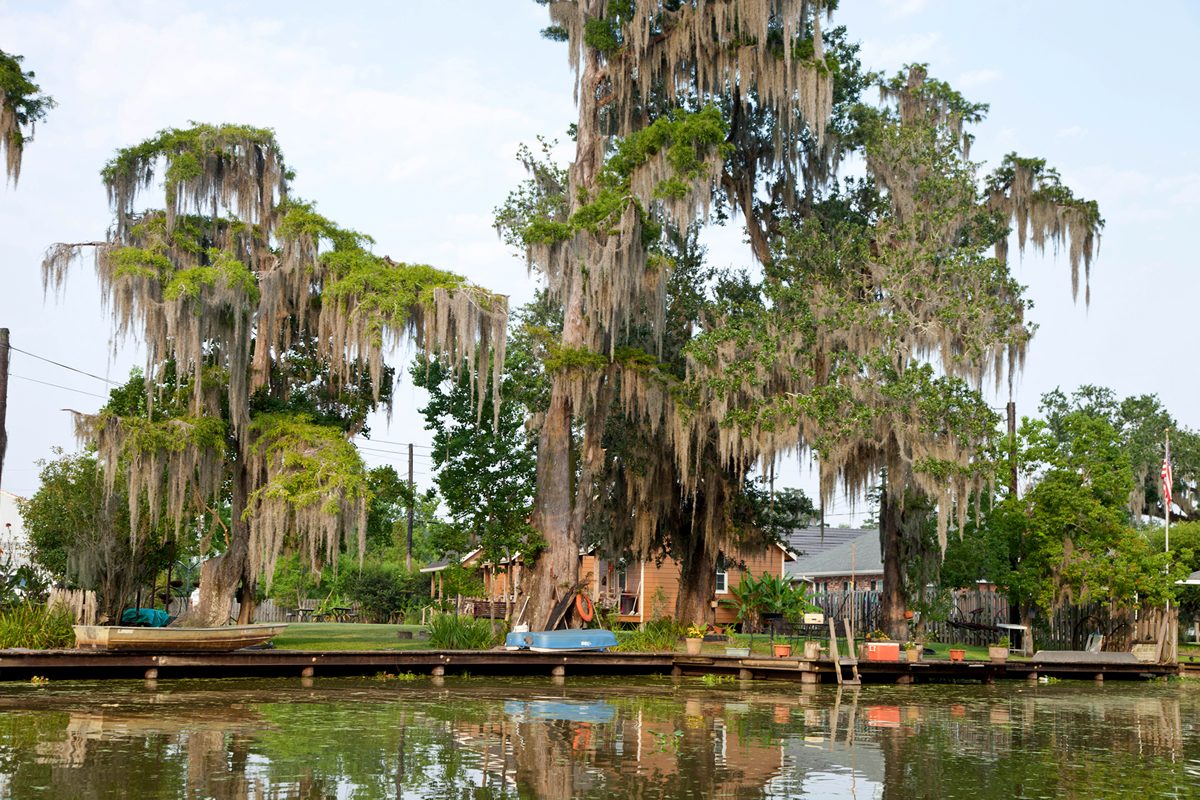 Spanish moss and cypress trees along Bayou Corne