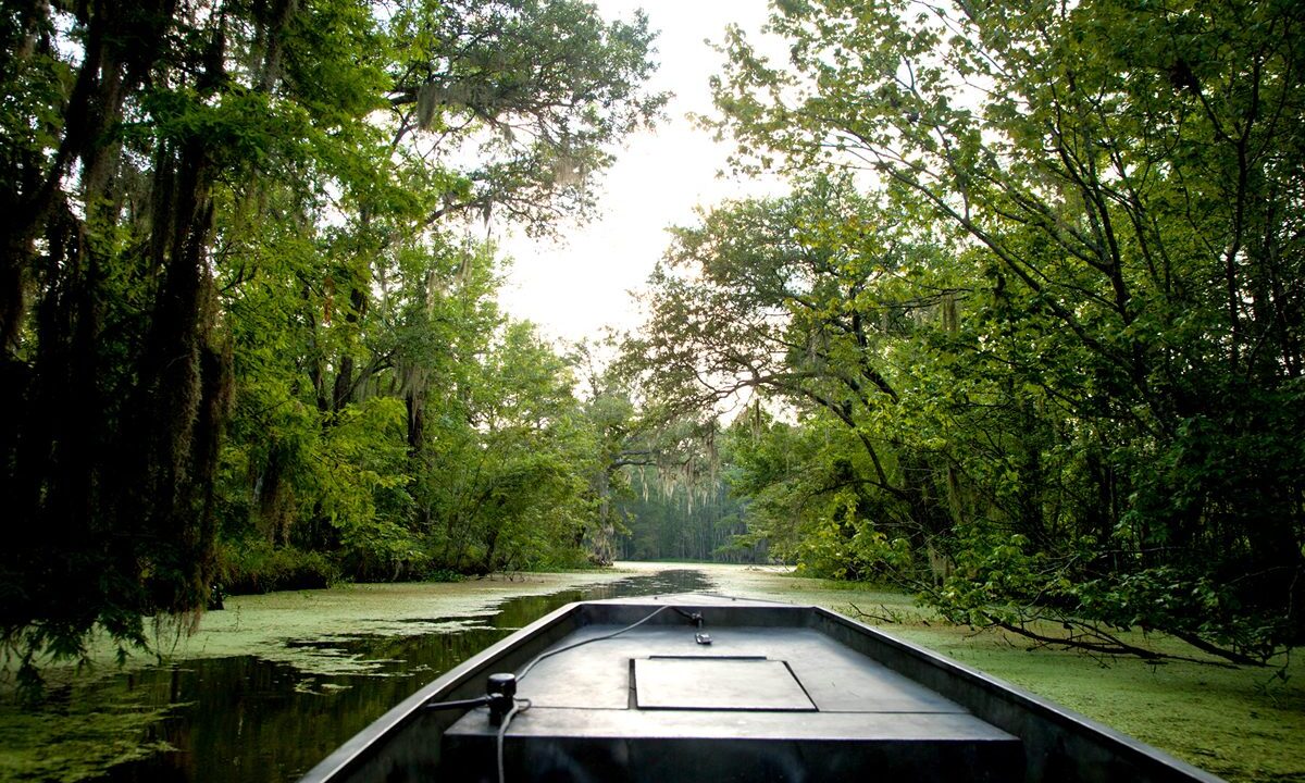A flat boat heading down a narrow swamp channel