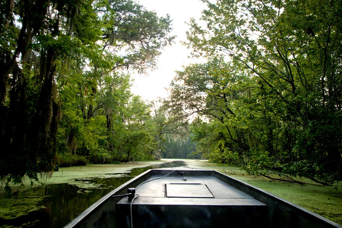 A flat boat heading down a narrow swamp channel